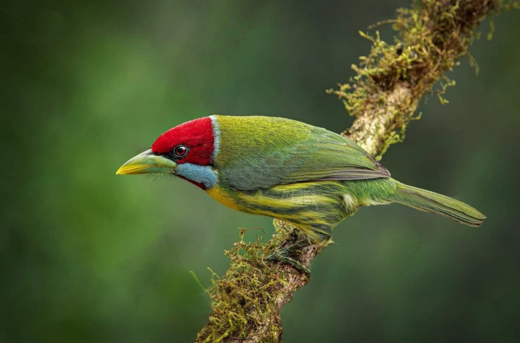 Birdwatching Manu Machu Picchu 10 days