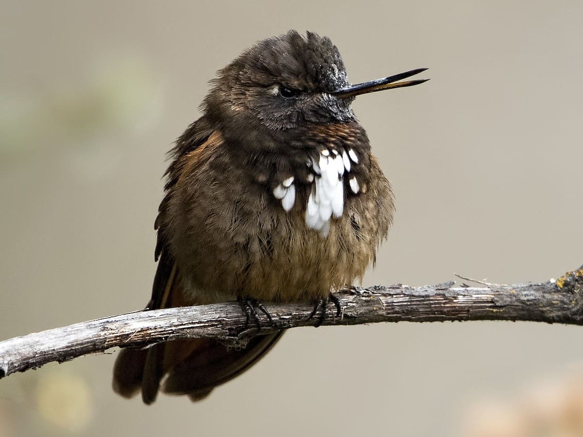 Bird Cusco Machu Picchu Mandor 3 days