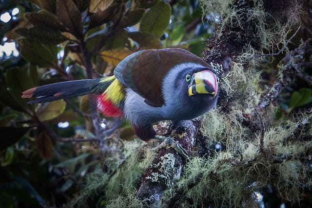 Birdwatching Photographs Amazon Manu 7 days