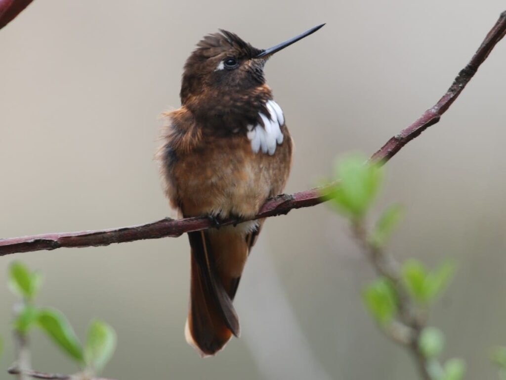 Birding Wildlife Abra Malaga  6 days