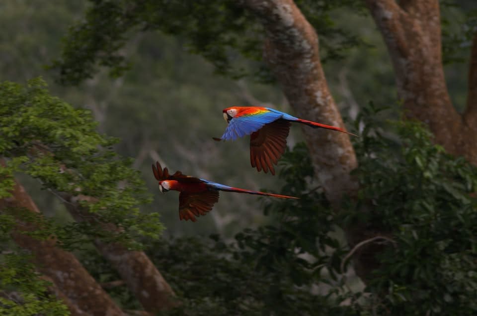 Birdwatching Photographs Amazon Manu 7 days