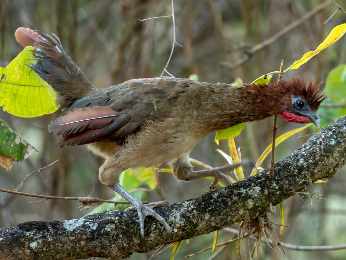 South Birding in Peru 10 days