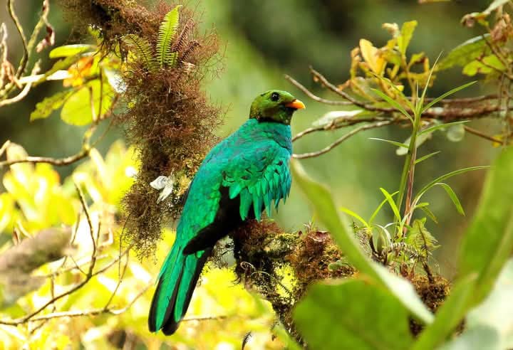Manu Birding 4 days