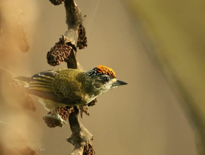 Birdwatching Tour Peruvian Amazon 7 days