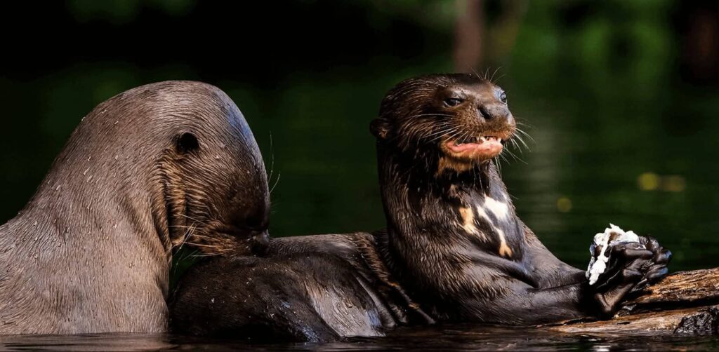 Manu Photography Tours Birding 20 days