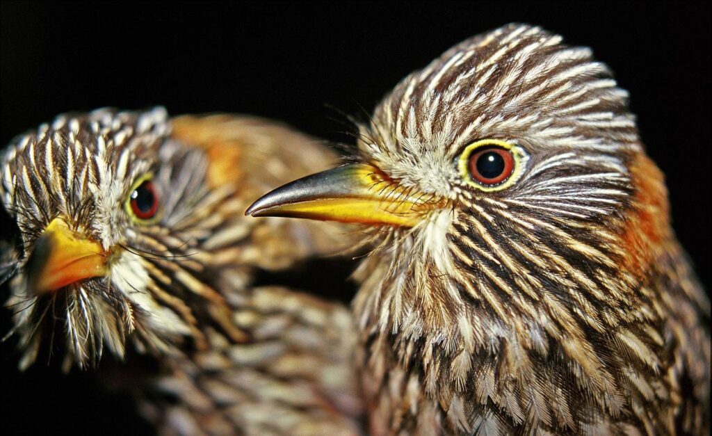 South Birding in Peru 10 days