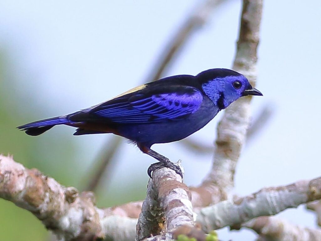 Unique Birding Tour Tambopata