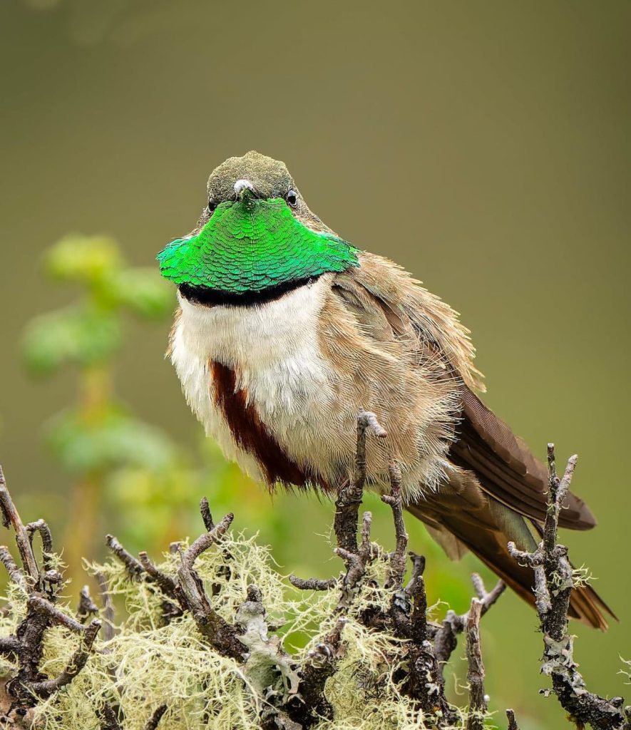 Birdwatching Photographs Amazon Manu 7 days