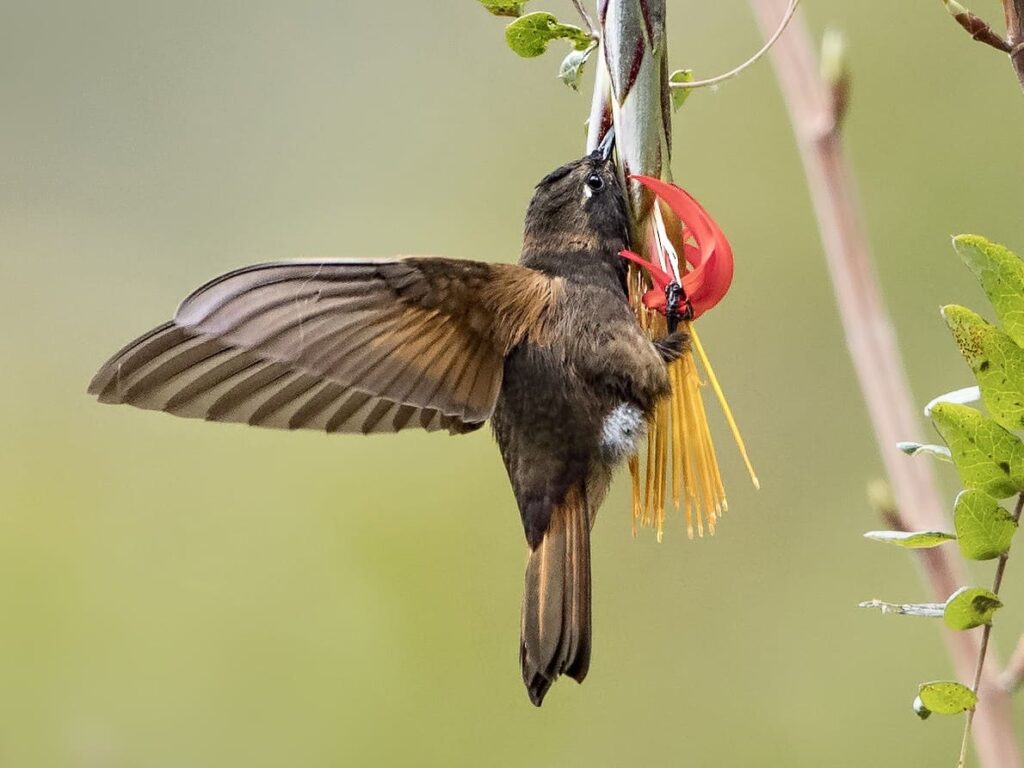 Day Birding Trip Apurimac 1 day