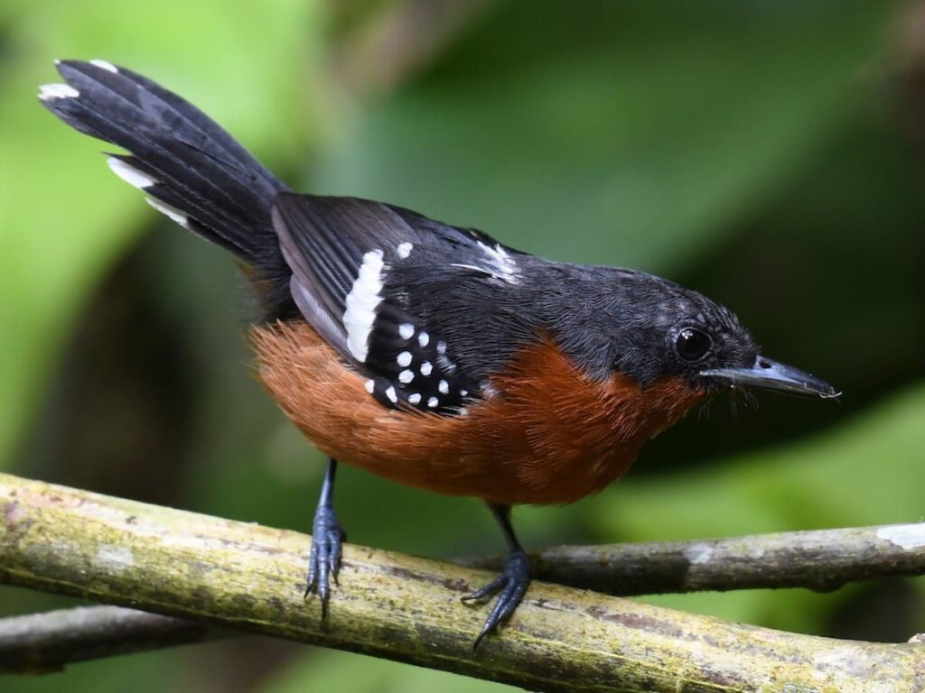 The Most Birding Photography in Peruvian 5 days