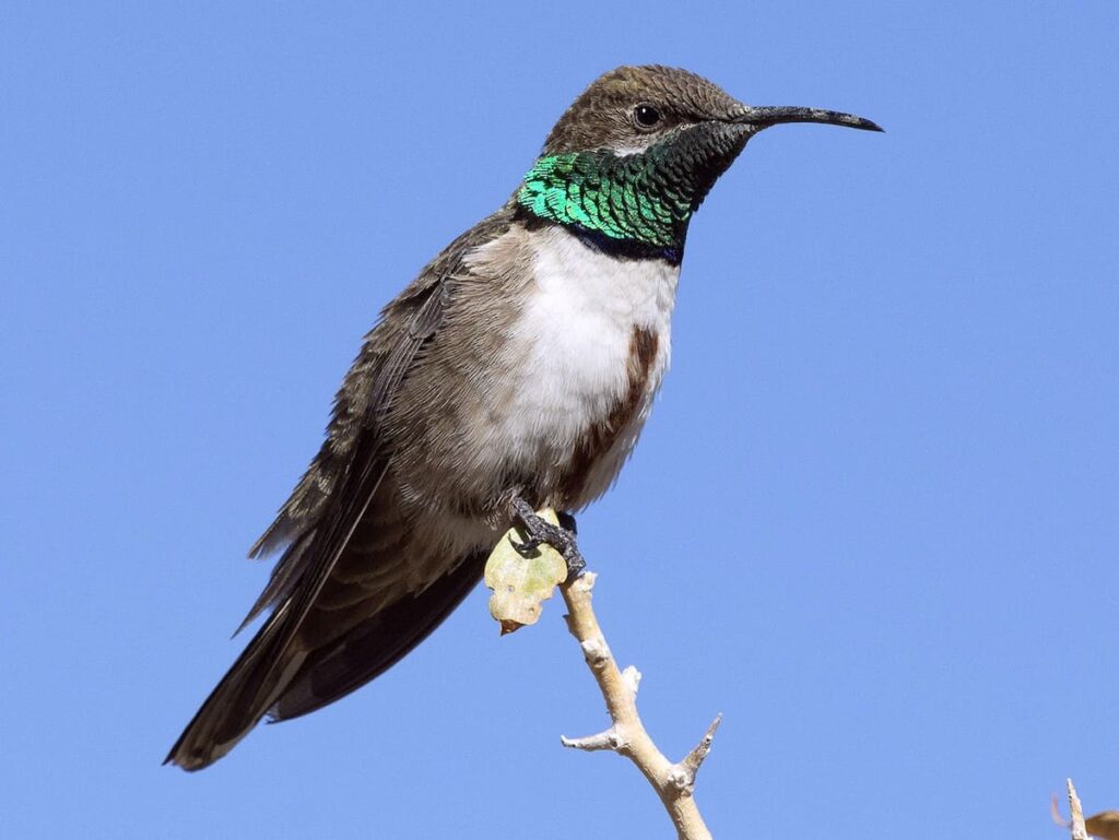 Birdwatching Urubamba ollantaytambo Machupicchu 2 days