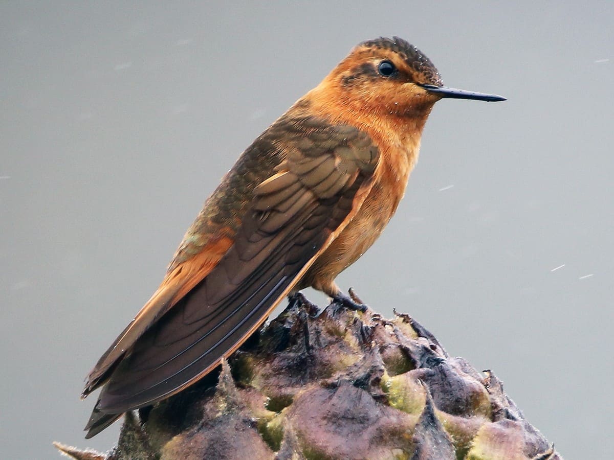 Birdwatching Urubamba ollantaytambo Machupicchu 2 days
