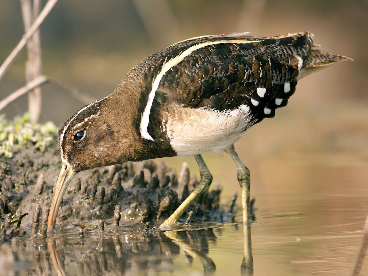 Tour de observación de aves Amazonía peruana 7 días