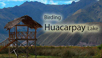 Observacion de Aves Laguna Huacarpay