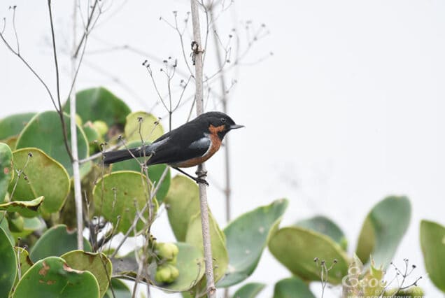 Explore Bird List Huacarpay