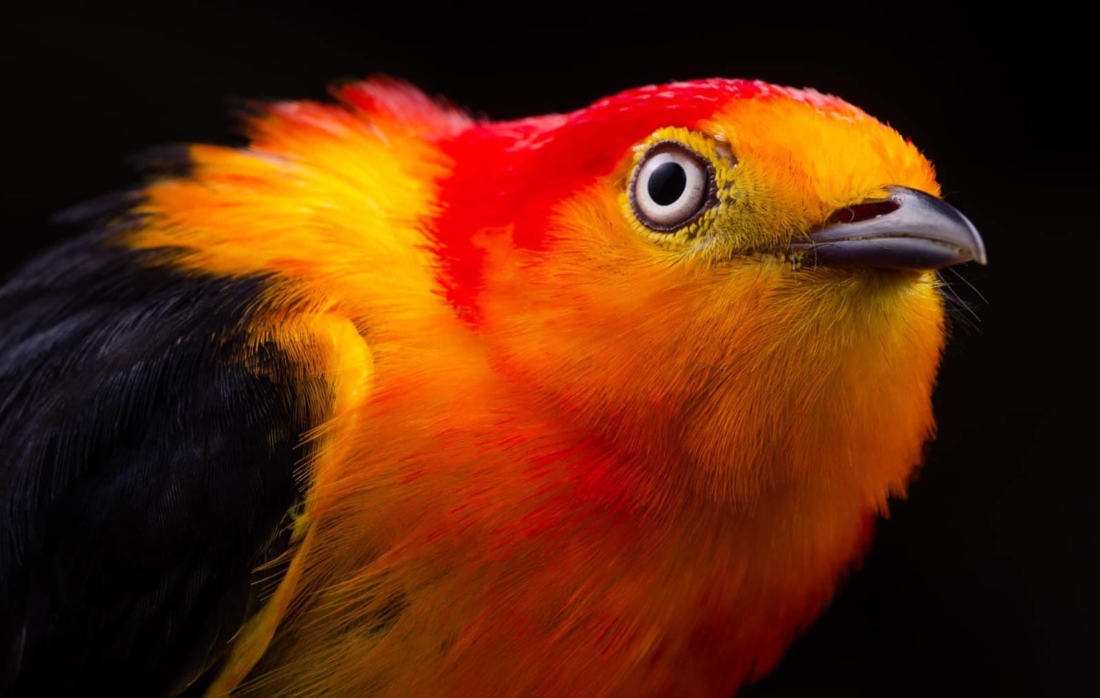 Descubre las Aves Peru