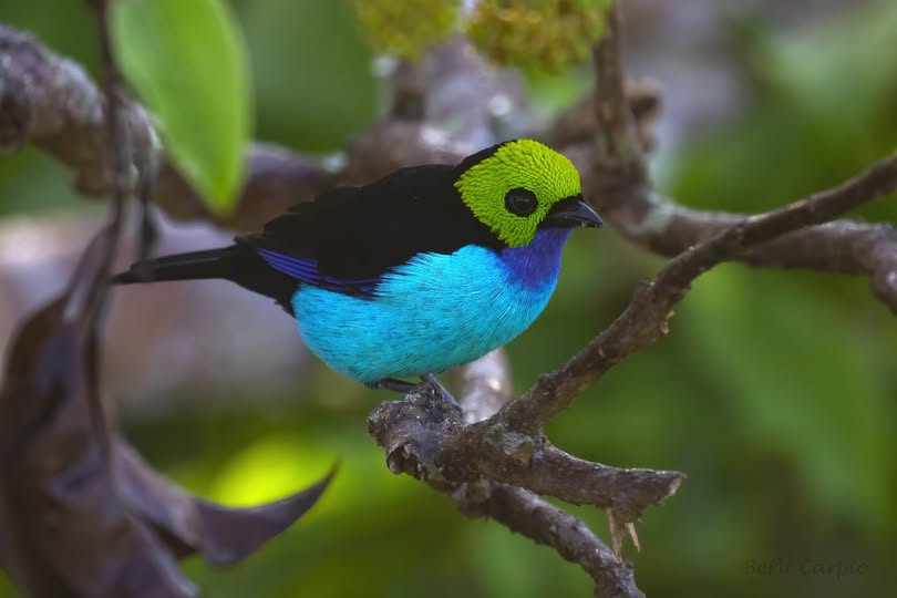 Birdwatching and Manu Bird List