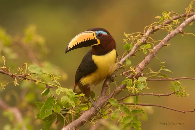 Tour de Obsevacion Aves Tambopata 3 dias