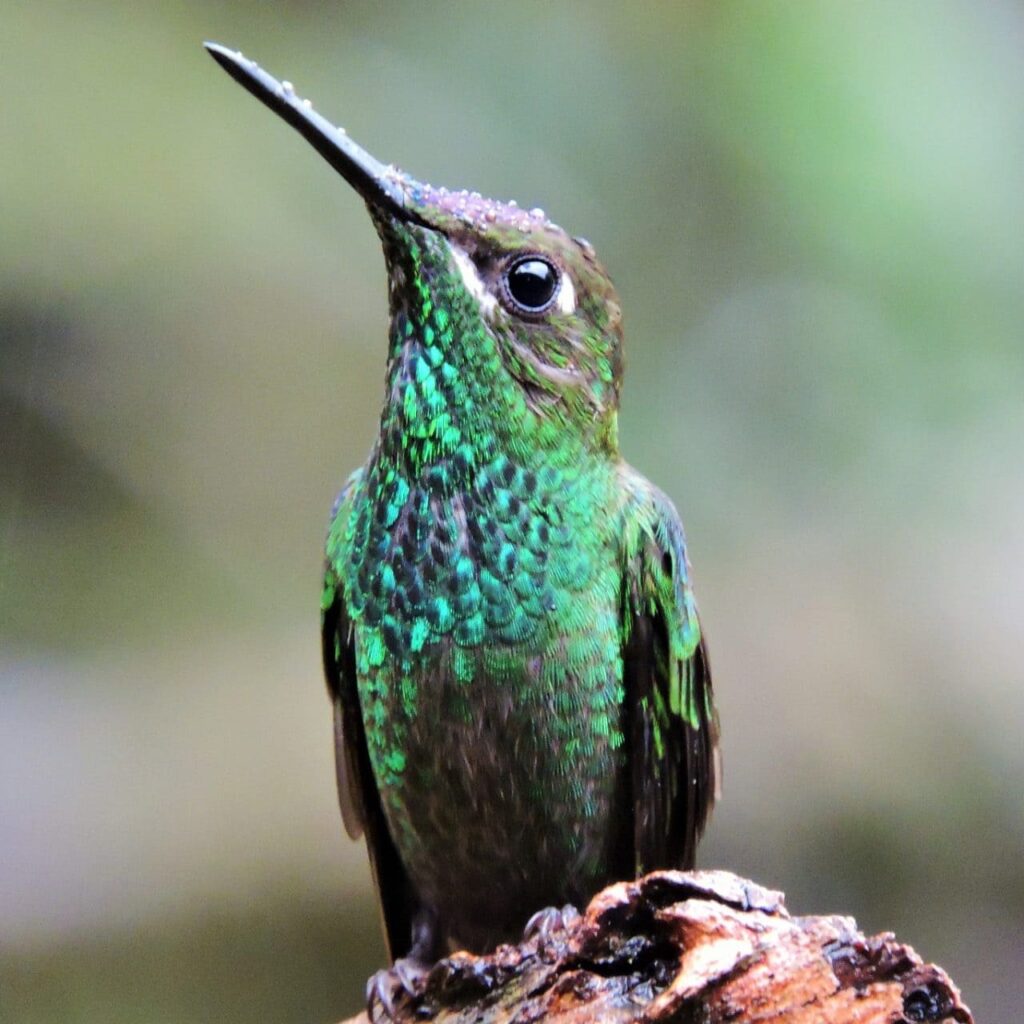 The Full Day Birding in Cusco