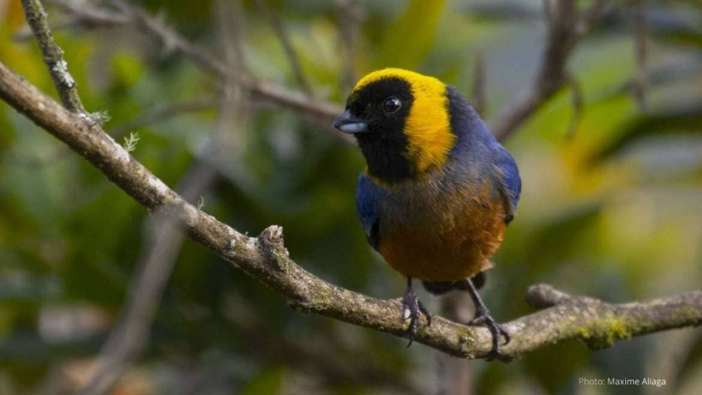 2 Day Birding Tour to Manu Wayqecha Cloud Forest from Cusco
