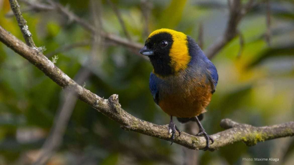 2 Day Birding Tour to Manu Wayqecha Cloud Forest from Cusco