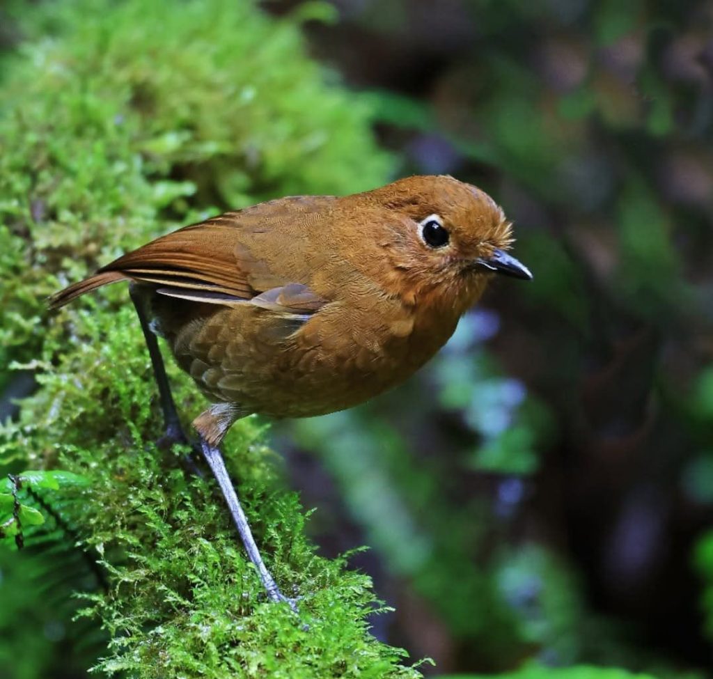 3 Day Birding Tour to Wayqecha Cloud Forest & Manu Road