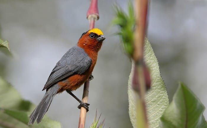 The Birdwatching Abra Malaga Full-Day Tour