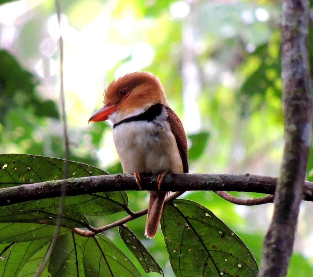 Birdwatching in Peru  Sandoval Lake and Macaw Clay Lick 3 days